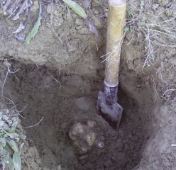 Trüffel ausgegraben